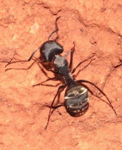 Réf. 271 498 : Camponotus sp.